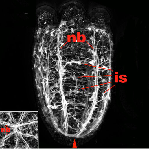 Abb. 4: Dieses Bild zeigt das Nervensystem eines Primärpolypen, bei dem alle ... (Bild: F. Rentzsch)