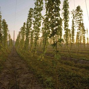 Über 99 Prozent des Hopfens werden von der Brauwirtschaft nachgefragt. 150 bis 400 g des „Grünen Goldes“ werden pro Hektoliter Bier verarbeitet.