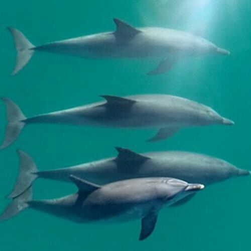 Male trio with a female dolphin. Male trio with a female dolphin.