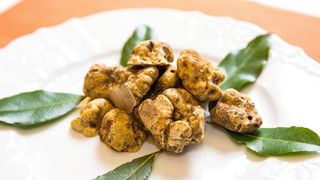 Trüffel zählen zu den teuersten Lebensmitteln der Welt – und sind damit ein beliebtes Ziel von Betrügern und Lebensmittelfälschung (Food Fraud). (Bild: fotosr52 - stock.adobe.com)