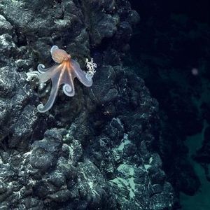 An octopus documented during Dive 674, an exploration transect on the southeastern flank of an unexplored and unnamed seamount located within the national jurisdiction of Chile, east of Motu Motiro Hiva, an uninhabited island along the Salas y Gómez Ridge. The dive started at ~800 m depth and traveled upslope to ~270 m. This island is located near the western-central extent of the Salas y Gómez Ridge.(Source:  ROV SuBastian / Schmidt Ocean Institute)