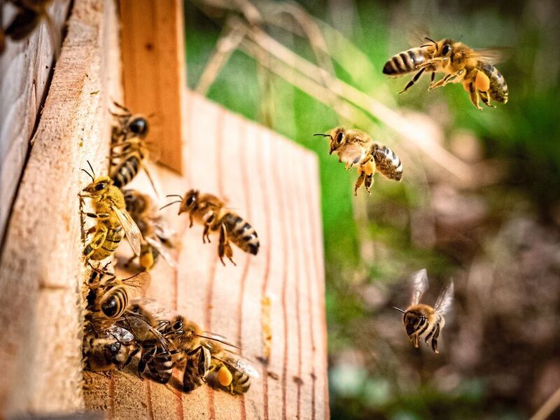 Bienen haben erstaunliche Arten der Kommunkation entwickelt. (gemeinfrei, Kai Wenzel)