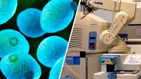 Making new biological discoveries with minimal human intervention is an important advance in self-driving laboratories. (Source: NIH Image Gallery / Chalmers University of Technology)
