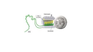 Telomerase, ein Enzym, das für die Unsterblichkeit von Zellen notwendig ist, wird auch von Krebszellen für ihr unkontrolliertes Wachstum benötigt. (Grafik: Kerstin Wagner, FLI / Quelle: Wikimedia Commons; Sierra Sciences, LLC; http://commons.wikime)