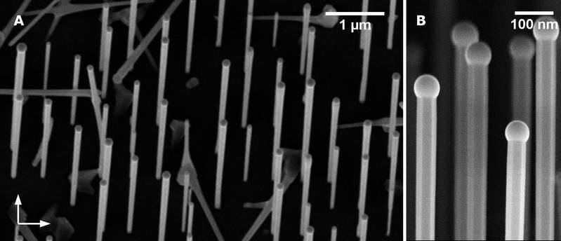 A) Rasterelektronenmikroskop-Aufnahme eines Nanodraht-Feldes: Aufgrund der Vorstrukturierung des Substrates sind die Nanodrähte regelmäßig angeordnet. Die Pfeile links unten geben die Richtungen des vordefinierten quadratischen Feldes wieder. B) Nahaufnahme einiger Nanodrähte. Die Galliumtröpfchen, die als Katalysator des Nanodraht-Wachstums dienen, sind als Halbkugeln an den Spitzen der Nanodrähte erkennbar.  (Bild: Universität Regensburg)