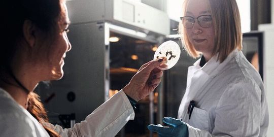 Auswertung von Wachstumsversuchen eines Nutzpilzes(Bild:  P. Pollmeier/FH Bielefeld)