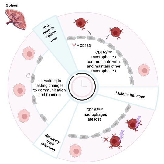 Forschende der Universität Bonn und des Peter Doherty Institute for Infection and Immunity in Melbourne - haben untersucht, welchen langfristigen Einfluss Malaria-Infektionen auf residente Makrophagen in der Milz haben.(Bild:  © Grafik: Immunity–A Cell Press Journal/Beattie Lab/Mass Lab)