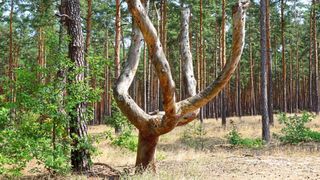 Den Bürgern und Unternehmen in Ostbrandenburg droht eine Rationierung des Wasserverbrauchs. (Bild: radtour 20-22.7 / distelfliege / CC BY-SA 2.0)