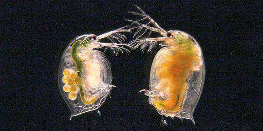 Im gesunden Wasserfloh der Art Daphnia Magna (l.) sind deutlich Eier sichtbar. Der infizierte Wasserfloh rechts der gleichen Art wurde durch den Parasiten kastriert und bildet keine Eier mehr. Die Infektion erkennt man auch daran, dass der infizierte Wasserfloh undurchsichtig wird. Man sieht zum Beispiel den Darm (grüner Schlauch) nicht mehr.(Bild:  Universität Basel, Jason Andras)