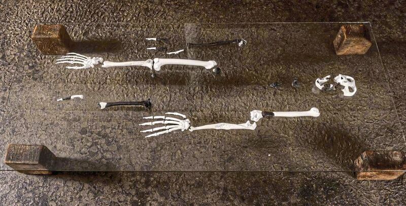 Aus den Fossilien rekonstruierte das Team den Aufbau weiterer Knochen. (Christoph Jäckle)