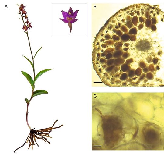 Die rotbraune Stendelwurz (l.) ist eine in Symbiose mit Pilzen lebende Orchidee. Die mikroskopischen Aufnahmen (r.) zeigen die knäuelförmigen Pelotone der Pilze in den Wurzeln der Orchidee. Die rotbraune Stendelwurz (l.) ist eine in Symbiose mit Pilzen lebende Orchidee. Die mikroskopischen Aufnahmen (r.) zeigen die knäuelförmigen Pelotone der Pilze in den Wurzeln der Orchidee.