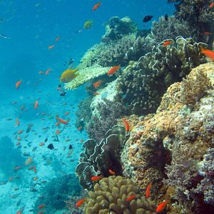 Fischreiches Korallenriff in einem Nationalpark vor Thailand