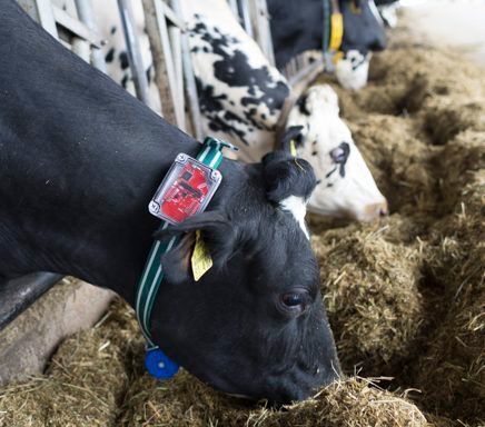 Innocow bietet Gesundheits-Tracking für Kühe an. Mit Hilfe von Sensorhalsbändern werden die Vital- und Aktivitätsdaten von Kühen in Echtzeit erfasst und umfassend ausgewertet. Das Ergebnis steht anschließend auf dem Smartphone oder PC zur Verfügung. Ziel ist es, Krankheiten und Brunstzeiten frühzeitig zu erkennen, Tiere zur orten und das Bewegungsverhalten von einzelnen Tieren genau zu erfassen. Innocow wurde 2016 in Kaiserslautern gegründet. Mehr unter: www.innocow.de  (Innocow)