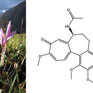 1 Struktur von Colchicin, einem Naturstoff aus dem Samen der Herbstzeitlosen. (Bilder: LMU München/Fotolia)