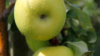 Äpfel der Sorte Pia41 sind grün-gelb gefärbt. Sie verfügen über ein ausgeprägtes Aroma. Das Fruchtfleisch ist saftig-knackig, und die Früchte lassen sich lange lagern. Auch in der Auslage bleiben die Äpfel lange frisch. (Bild: Herbert Knuppen)