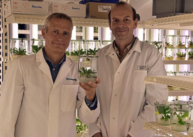 Dr. Dirk Prüfer (r.), Professor für Pflanzenbiotechnologie an der WWU, und Dr. Christian Schulze Gronover, Leiter des Forschungsbereichs beim Fraunhofer-Institut für Molekularbiologie und Angewandte Ökologie IME  (WWU - Kathrin Nolte)