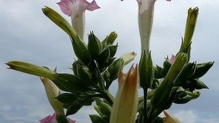 Die 75 verschiedenen Arten von Tabakpflanzen unterscheiden sich nicht nur in Farbe und Form ihrer Blüten sondern auch im Muster der abgegebenen Duftstoffe.  (Bild: flickr.com, Markus Slawinsky)