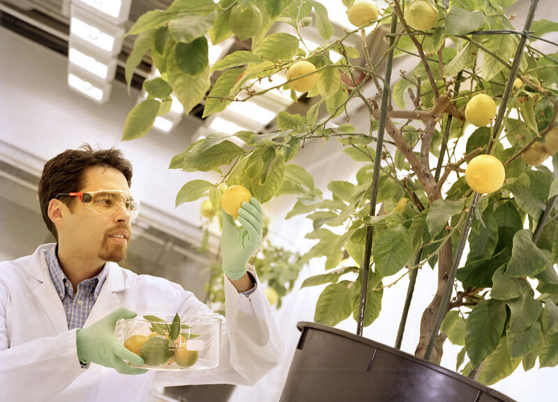 Auf der Suche nach neuen Lösungen für die Landwirtschaft: Bayer-Experte Dr. Robin Sur wählt Zitrusfrüchte für eine Stoffwechselstudie aus. (Bild: Bayer AG)