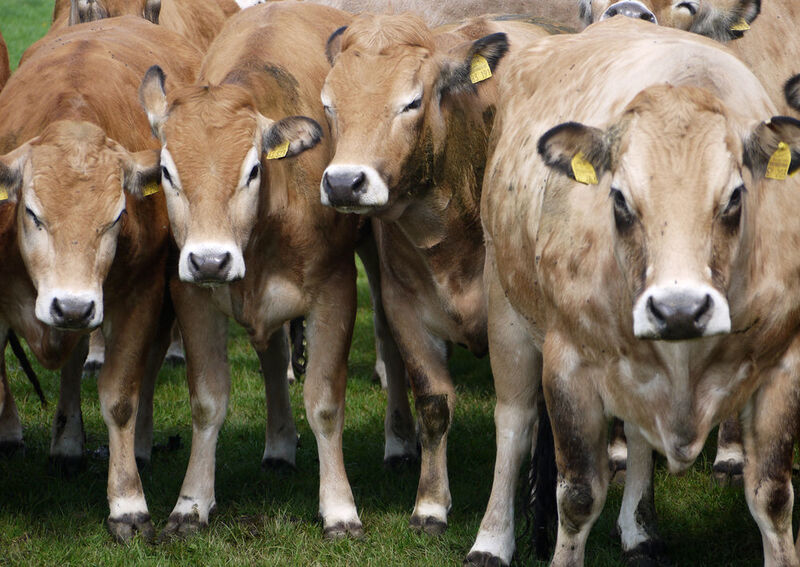 Kuh auf einer deutschen Weide – der globale Methan-Ausstoss jedes Rindes könnte bis 2050 um 
bis zu 4,5 % ansteigen.  ((c)  Peter Manning, Senckenberg)