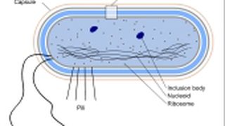 Bakterien-Zellwand: Leibniz-Forscher entwickeln neuen Wirkstoff gegen Sepsis.  (Bild: Wikimedia)