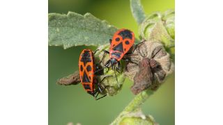 Die Europäische Feuerwanze Pyrrhocoris apterus ist häufig unter Lindenbäumen anzutreffen, da sie sich von Lindensamen ernährt. (Bild: Martin Kaltenpoth, MPI chem. Ökol.)
