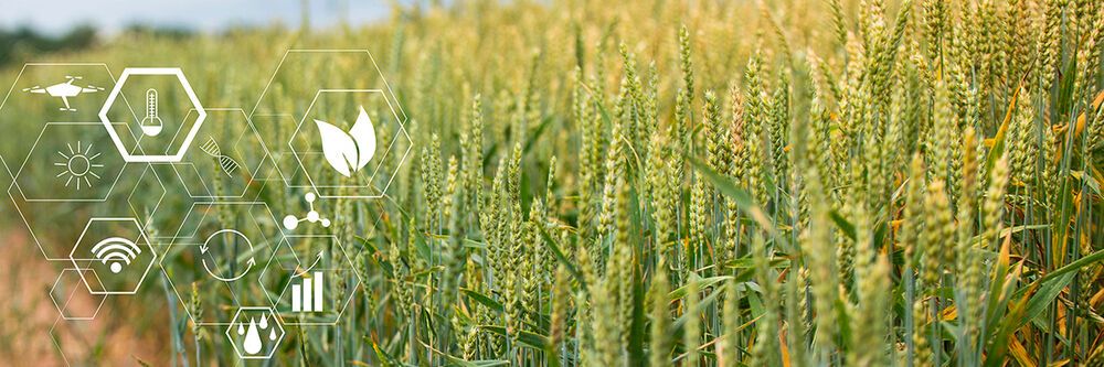 Wie KI Und IoT Heute Der Landwirtschaft Helfen