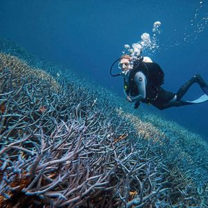 Die globalen Bleichkatastrophen bei Korallen treten in immer kürzeren Abständen auf. (Bild:  Tim Campbell Photo 2022)
