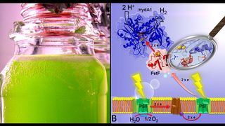 Lichtabhängige Wasserstoffbildung in einer verschlossenen Grünalgenkultur. Links: Wasserstoffbildung in einer verschlossenen, unter Schwefel-Mangel kultivierten C. reinhardtii-Kultur. Rechts: Unter Nähstoffmangel fließen die in der Photosynthese angeregten Elektronen aus der Wasserspaltung in die H2-Bildung. Der entscheidende Schritt ist die Wechselwirkung zwischen Ferredoxin PetF und der [FeFe]-Hydrogenase HydA1. Sie setzt zwei nacheinander aufgenommene Elektronen mit H+-Ionen zu Wasserstoff um, der aus der Zelle entweicht.  (Bild: Ruhr-Universität Bochum)