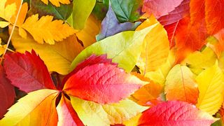 Der Herbst ist da und hat einige neue Regelungen im Gepäck (© PhotoIris2021 - stock.adobe.com)