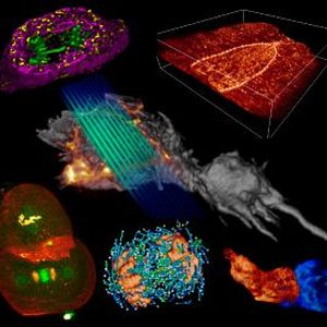 Sechs Beispiele für Gitterlichtschichten. Bei der Bewegung der Lichtebenen durch das Präparat entstehen 3D-Bilder.(Bild:  CBMF Harvard Medical School)