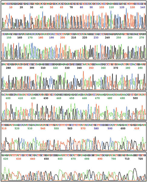 2001. - Alphabet des Lebens: Das Human Genome Project (1990 gestartet) verkündet 2001 die vollständige Sequenzierung des menschlichen Genoms. Insgesamt besteht unser Erbgut aus 20 000 bis 30 000 Genen, codiert auf 3,4 Milliarden Basenpaaren. (Bild: U.S. Department of Energy)