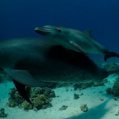 A dolphin mother teaches her calf to rub against medicinal coral. A dolphin mother teaches her calf to rub against medicinal coral.