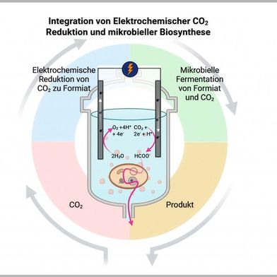 Die Studie stellt ein neues Hybridsystem vor, das elektrochemische CO₂-Reduktion mit der mikrobieller Biosynthese einer wertvollen Chemikalie in einem einzigen Reaktor vereint.  (Bild: Simone Bachleitner, Paniz Izadi)