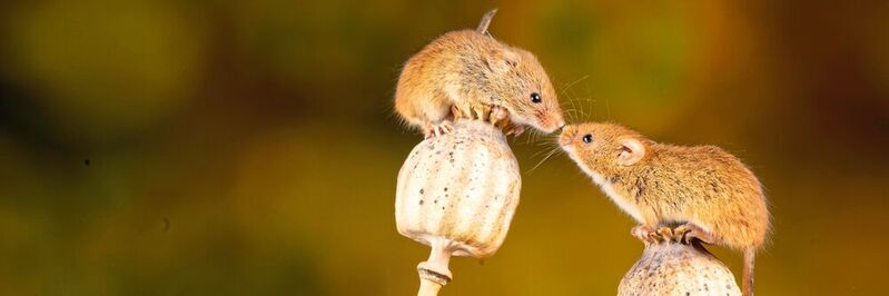 Das Verhalten von Mäusen wird auch von Hormonen gelenkt, so etwa bei der Entscheidung: Fressen oder Partnersuche? (Symbolbild)