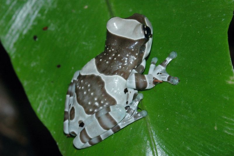 Abb. 3: Der Baumhöhlen-Krötenlaubfrosch (Trachycephalus resinifictrix) ist in den Regenwäldern Südamerikas beheimatet. (Bild: Kleinteich)