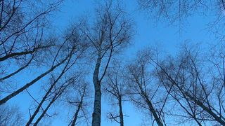 Mithilfe von Bäumen könnten mit Mikroplastik belastete Böden saniert werden. Erstmals zeigen Forschende unter Leitung des IGB, dass die Hänge-Birke während der Wachstumsphase Mikroplastik über die Wurzeln aufnimmt. Eine gute Nachricht, denn Böden sind um ein Vielfaches höher mit Mikroplastik verschmutzt als Meere und Ozeane. (Bild: Kat Austen)