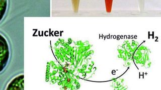 Die einzellige Grünalge Chlamydomonas kann nicht nur mittels Sonnenenergie Wasserstoff produzieren, sondern auch im Dunkeln. Die RUB-Forscher deckten die Kombination der verantwortlichen Proteine auf. (Bild: AG Photobiotechnologie, RUB)