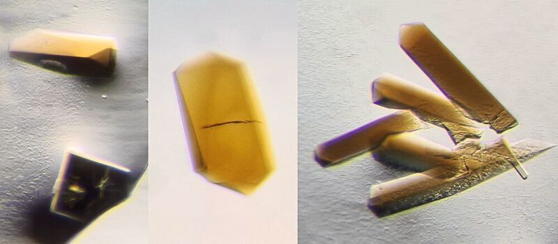 Abb.2: Ohne Sauerstoff erhaltene CODH/ACS-Kristalle. Die braune Farbe stammt von den natürlichen Metallen, die die Proteine beinhalten (Abb.3 als orange und grüne Kugeln dargestellt).  (Max-Planck-Institut für Marine Mikrobiologie/T. Wagner)