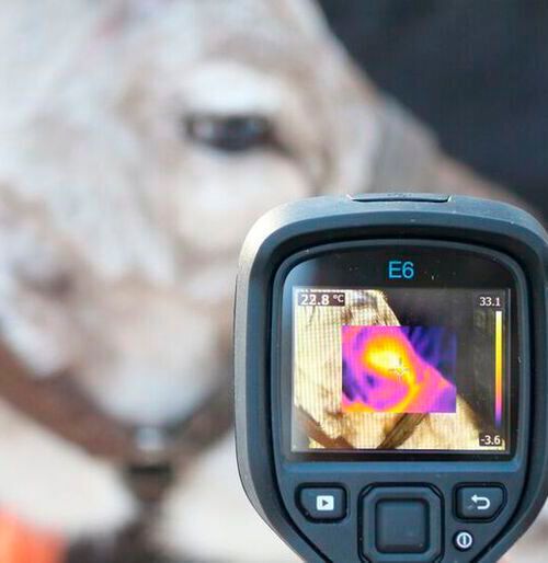 Infrared thermal imaging can detect physiological stress responses in a reindeer without invasive procedures that may cause additional stress to the animal. (Source:  Virpi Lummaa)