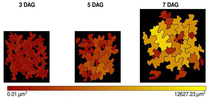 Einteilung von Arabidopsis-Blattepidermis-Zellen in klein, mittelgroß und groß; jeweils 3, 5 und 7 Tage nach der Keimung (Days after Germination, DAG) durch PaCeQuant. (Leibniz-Institut für Pflanzenbiochemie )