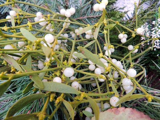 Die Mistel und ihre Beeren! Wer hätte gedacht, dass in den weißen Früchten dieser Schmarotzerpflanze Substanzen enthalten sind, aus denen man mit unbedenklichen Zusätzen einen biobasierten Superkleber machen kann? Sie nicht? Na, dann lesen Sie mal ...(Bild:  Grüner Wohnen)