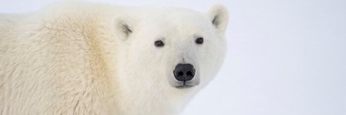 “We’ve known for decades that continued warming and sea ice loss ultimately can only result in reduced distribution and abundance of polar bears,” says lead author Dr. Steven Amstrup. “We’ve known for decades that continued warming and sea ice loss ultimately can only result in reduced distribution and abundance of polar bears,” says lead author Dr. Steven Amstrup.