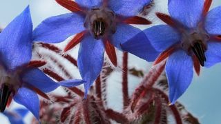 Pflanzen wie Borretsch (im Bild: Blütenstand von Borretsch), Huflattich oder Wasserdost bilden Pyrrolizidinalkaloide (PA) werden aber auch häufig als natürliche Nahrungsergänzungsmittel verwendet. (gemeinfrei)