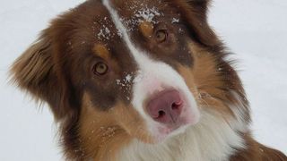 Besitzen Hunde ein „Wissen über das eigene Wissen“? (Symbolbild) (gemeinfrei)