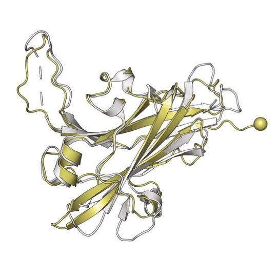 Passt fast perfekt: Zwei Proteinstrukturen übereinandergelegt, eine von einem Darmbakterium und eine von einem marinen Verwandten. Die verblüffende Überlappung zeigt, wie unverändert dieses Protein in verschiedenen Lebensräumen ist.(Bild:  Isabella Wilkie/ Max-Planck-Institut für Marine Mikrobiologie)