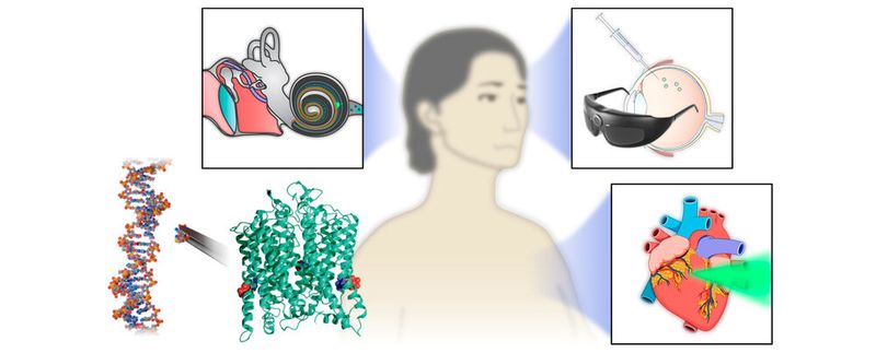 ChReef (ChR that excites efficiently) wurde durch die gezielte Veränderung des genetischen Bauplans eines lichtempflindlichen Proteins (grüne Struktur; u.l.) für optogenetische Therapien optimiert. Ziel war es, die erforderliche Effizienz und Sicherheit für die Anwendung beim Menschen zu gewährleisten. Das Protein soll die Entwicklung neuer Behandlungsmaßnahmen vorantreiben, und zwar zur Wiederherstellung des Hörens (Optisches Cochlea-Implantat, o.l.), des Sehens (lokale Gentherapie im Auge und spezielle Brille, o.r.) oder zur Regulation des Herzrhythmus (Steuerung der Aktivität der Herzmuskelzellen, u.r.).(Bild:  alexey chizhik/ekfz ot)