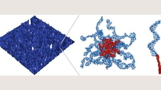 Links: Rasterkraftmikroskopische (AFM)-Aufnahme von Trypanosomen-spezifischen DNA-Nanopartikeln auf einer Glimmer-Oberfläche. Mitte: Moleküldarstellung eines einzelnen DNA-Nanopartikels, die den „core-shell“-Aufbau der Partikel verdeutlicht. Blau: DNA-Moleküle in der äusseren Hülle. Rot: Cholesterol-Moleküle im Kern. <br>Rechts: Moleküldarstellung eines einzelnen DNA-Lipid Moleküls bestehend aus einem Cholestrol-Molekül (rot) als Membranlipid und einem DNA-Molekül (blau) mit enzymatischer Aktivität (DNAzyme). Links: Rasterkraftmikroskopische (AFM)-Aufnahme von Trypanosomen-spezifischen DNA-Nanopartikeln auf einer Glimmer-Oberfläche. Mitte: Moleküldarstellung eines einzelnen DNA-Nanopartikels, die den „core-shell“-Aufbau der Partikel verdeutlicht. Blau: DNA-Moleküle in der äusseren Hülle. Rot: Cholesterol-Moleküle im Kern. <br>Rechts: Moleküldarstellung eines einzelnen DNA-Lipid Moleküls bestehend aus einem Cholestrol-Molekül (rot) als Membranlipid und einem DNA-Molekül (blau) mit enzymatischer Aktivität (DNAzyme).