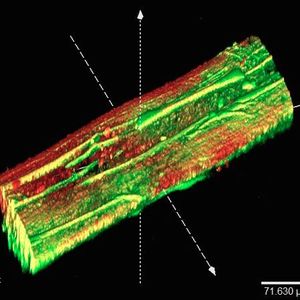 Dreidimensionale Aufnahme einer Mikrofaser mit Shewanella oneidensis-Bakterien. Grün: lebende Bakterien, rot: tote Bakterien.