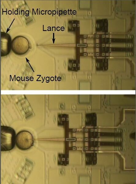 Die Bilderkombination zeigt den Vorgang der DNA-Injektion in eine Zelle mit dem MEMS-Nanoinjektor (Brigham Young University)