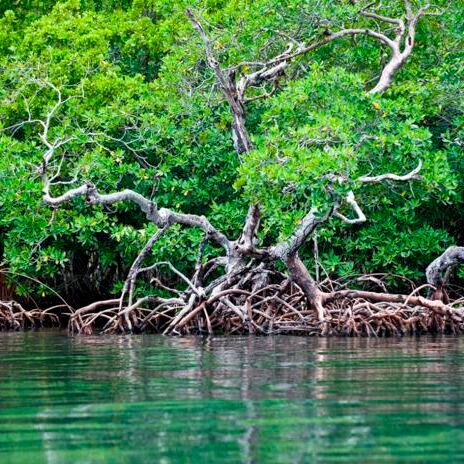 Mangrove trees along the coast of Belize.